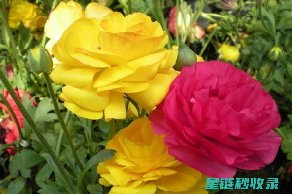 延长鲜花花期的秘诀：从土壤到环境的全面养护指南 (延长鲜花花期的方法)
