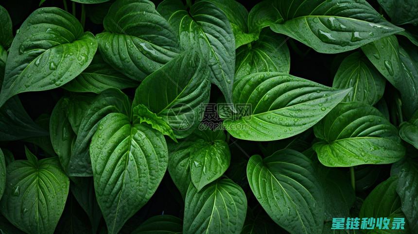 植物叶片为何光亮？揭秘叶片表面结构与光合作用的关系 (植物叶片为何是绿色的)