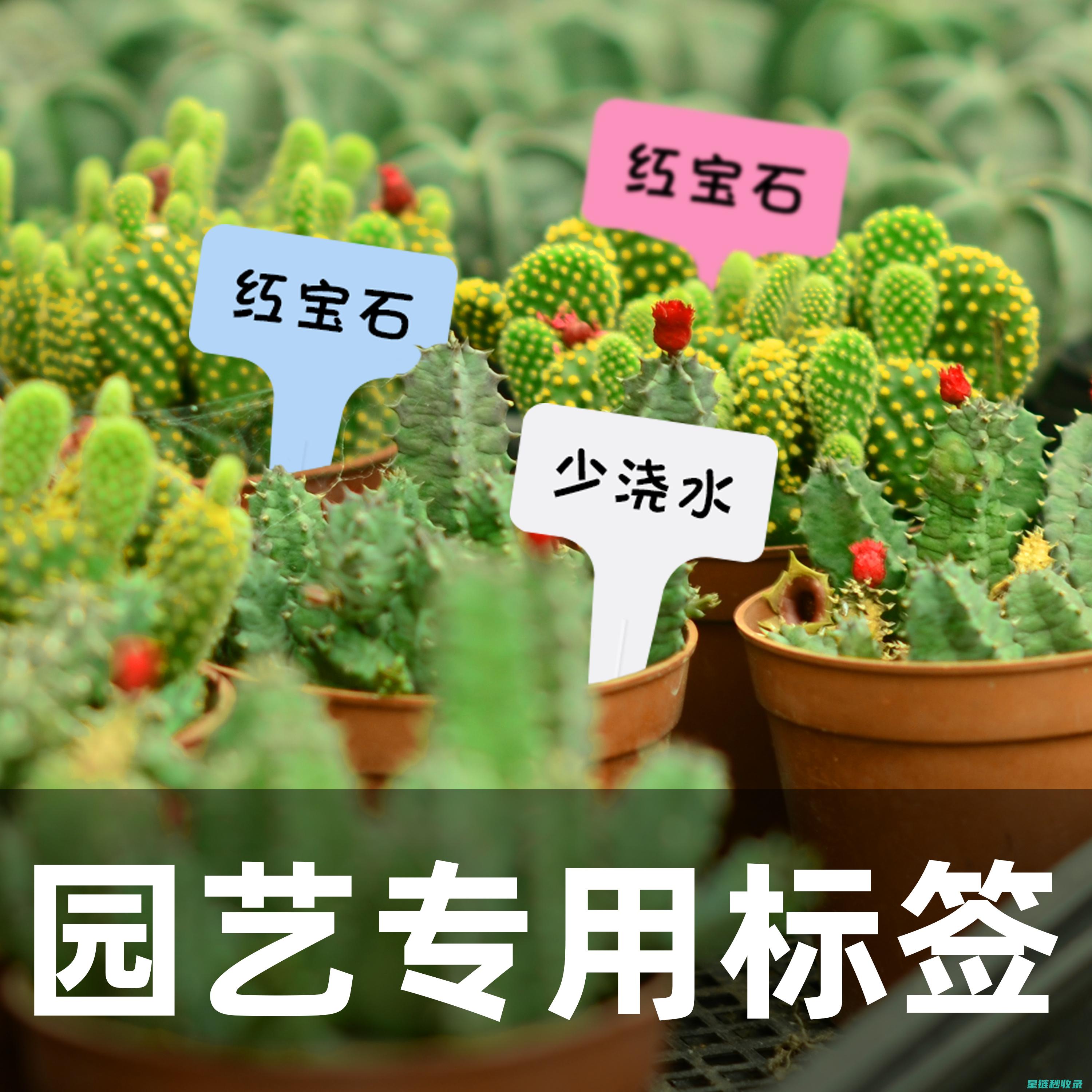 植物标签大全：轻松识别与分类 (植物标签大全简单又漂亮)