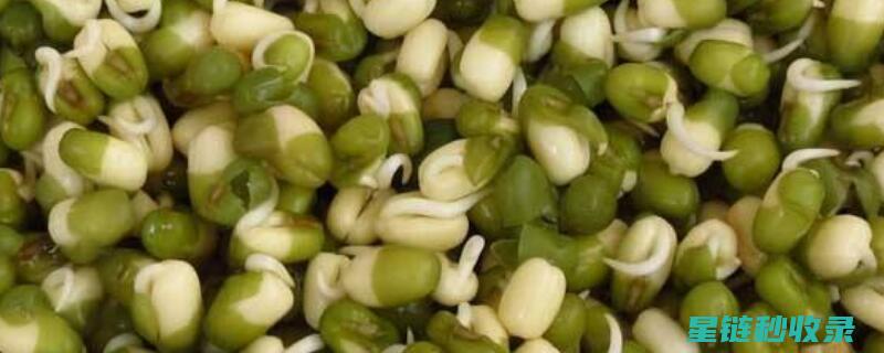 绿豆发芽的神奇过程：从浸泡到发芽的完整记录 (绿豆发芽的神奇现象)