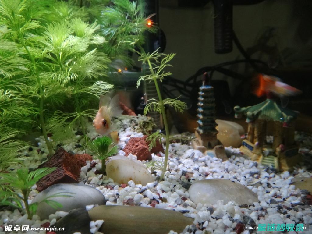 水族箱选购指南：依据这些关键因素打造理想水世界 (水族箱选购指南)