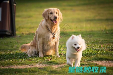 宠物毛发粘在开关面板上，如何快速清除？ (宠物毛发粘在衣物上怎么办)