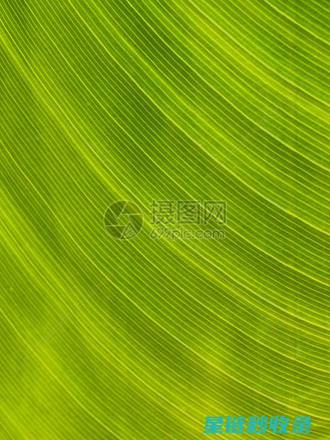 植物叶片光亮的原因：光照、水分与养分的协同效应 (植物叶片光亮剂配方)